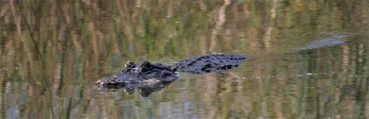 alligator